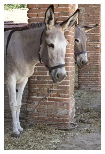 Fattoria Agriturismo Bigongiari Lucca Bagian luar foto