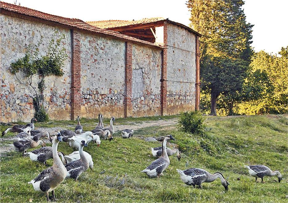 Fattoria Agriturismo Bigongiari Lucca Bagian luar foto